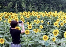 고호가 영양군을 찾는다면.... 해바라기 만개