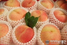 화순백아산복숭아농장 | 화순 명품 복숭아 당도 높고 맛도 최고