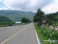 산청군 삼장면 대원사 가는 길 ‘부용화가 유혹’