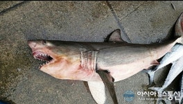 영덕 삼사공원 앞 바다서 상어 그물에 걸린 채 발견