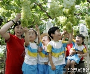 보랏빛 향기에 알알이 새콤달콤 가득품은 함안포도