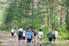 울진군 소나무 고사목 집중 제거...금강송 보호 총력