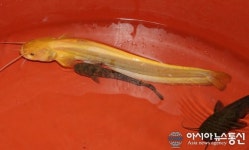 청양서 황금 두꺼비에 이어 황금 메기 발견..관광 콘텐츠 활용