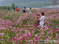 금강변 코스모스 여심 사로잡아