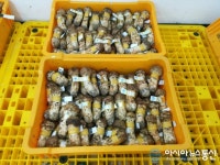 17일 양양송이 첫 공판, 1등품 35만 9000원