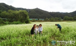 안동시 남선면, 신석 기느리에 메밀밭 1ha 조성