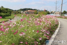 세종시 연기면 연기천 제방길, 한들한들 핀 코스모스