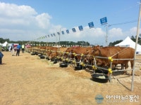 충남도내 최고 송아지·고급육 선발 대회