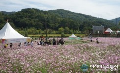 대전 대덕구, 제3회 장동계족산 코스모스 축제 개최