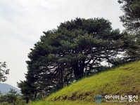 영양군, 道 산림환경연구원과 만지송 후계목 양성 맞손