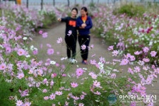 청도군서 코스모스길 드라이브