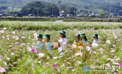하동군, 코스모스·메밀꽃축제 71만 인파 몰렸다