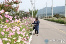 “지금 거창군 남상면엔 가을의 전령 코스모스 활짝” 장관