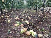 밀양 얼음골 사과 낙과피해