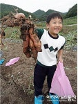 영양중앙初유치원 고구마캐기 체험