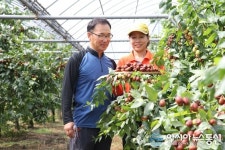 올해의 보은 대추왕 보은읍 신동우씨 선발