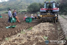 (포토)괴산군 사오랑마을 유기농인삼을 아시나요?
