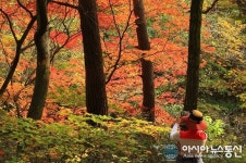 단풍 든 보은 속리산 세조길…가을정취 듬뿍