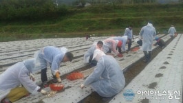 합천 가회면 기관장, 일손 돕기에 팔걷어 부쳐