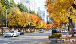 대전 도심에서 가을단풍 즐겨요
