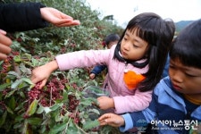 산청군, 어린이집 원생들 보리수 열매 따기 삼매경