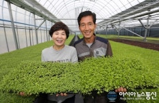 산청군, ‘약초 베이비채소’ 본격 생산