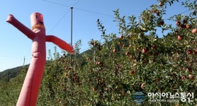 거창군, 새들 쫓는 사과농장 에어풍선 눈길