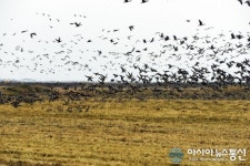 서산 천수만 A지구 간척농지서 기러기떼의 비상