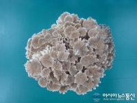 경상남도농업기술원, 숨어 있던 ‘잎새버섯’ 재배기술 연구 추진