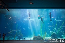 한화 아쿠아플라넷 제주, 제주 해녀, 유네스코 등재를 축하합니다