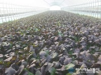무안백련지 토종갓(주)농업회사법인 | 무안군, 톡 쏘는 건강식… 토종 갓 수확 한창