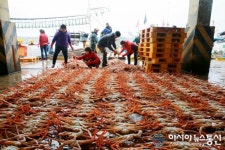 울진 죽변항 첫 대게위판...500마리