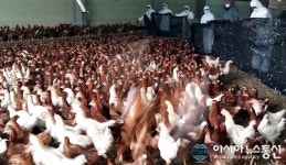 [AI 확산]충북도청.음성군청 공무원 성탄연휴 반납