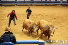 청도군 소싸움경기장, 왕중왕전 끝으로 시즌 종료