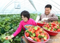 (포토)충주 갈마마을, 한겨울 딸기 수확 한창