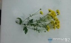 경상남도농업기술원, 국화 신품종 ‘원향’ 품종보호권 획득