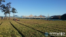 오는 4월 창녕 낙동강 유채축제…유채관리 구슬땀