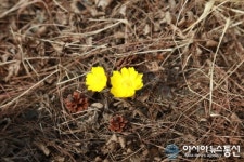 의령군 대의면사무소에 봄의 전령 ‘복수초’ 피어