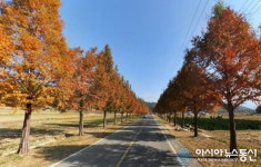 고성군, ‘명품 가로수길’ 조성사업 추진