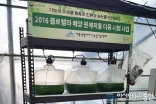 세종시 농기센터, “딸기에도 클로렐라가 좋다네요”