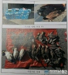 청양군 청남면서 독수리 19마리 가창오리 45마리 사체 발견