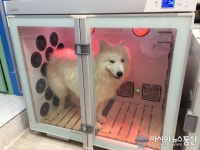 애견 셀프목욕, 일산/화정 상륙…대형견 가족들에게는 더없는 희소식