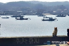 충남 보령 천수만 오천항 바다낚시 배들과 길고양이