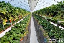 세종시 농업기술센터, 1석3조 딸기 삼각베드 확대 보급