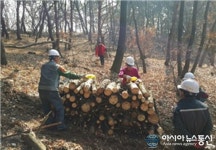대구시, 소나무재선충병 방제 총력…항공방제 등