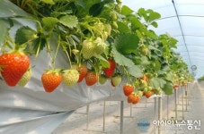 금산 딸기, 물 맑고 공기 좋아  맛도 최고