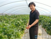 장우성, '청정금산 농바우인삼딸기 최고'
