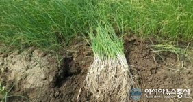 청양의 향긋한 달래로 봄의 향기를 느껴보세요.