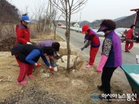 영동읍 화신1리 부녀회, 감나무 가로수 사랑 실천