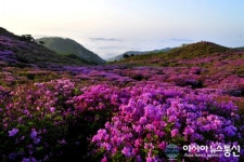 진분홍빛 산상의 화원, 합천 황매산철쭉제